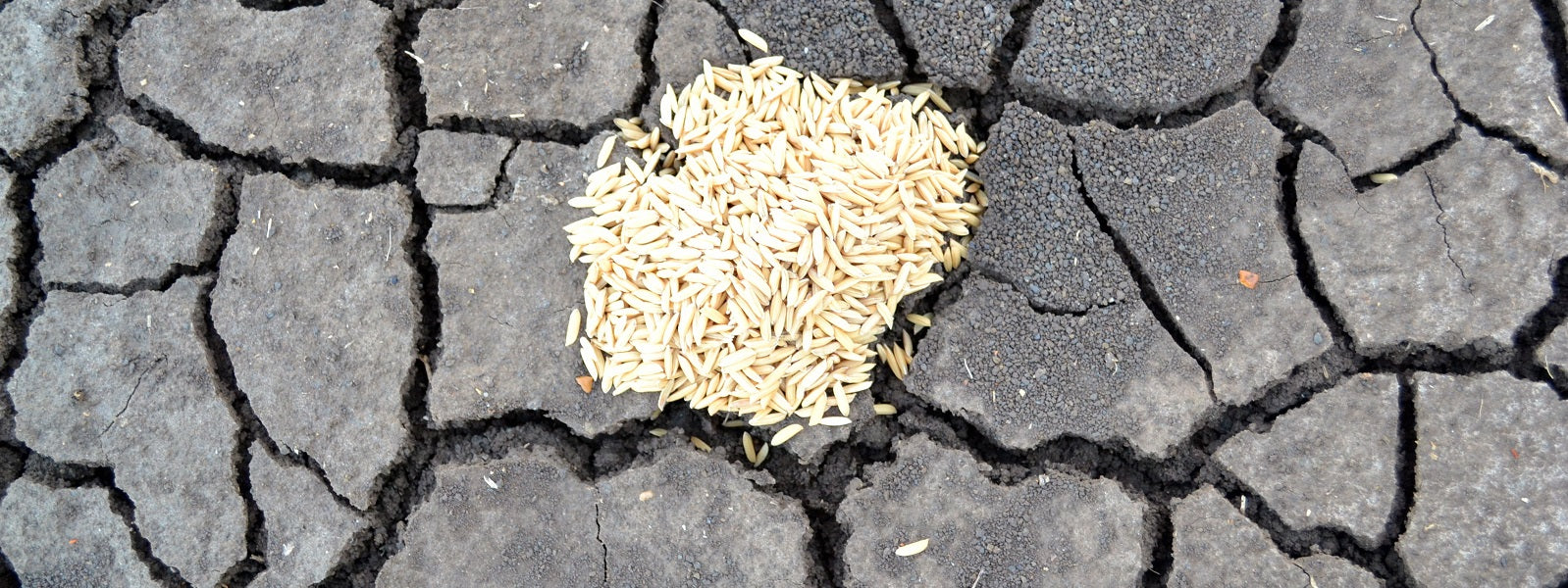 Two Brooks Rice Farm