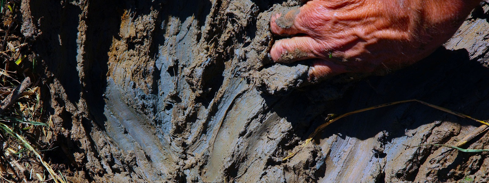 Two Brooks Rice Farm