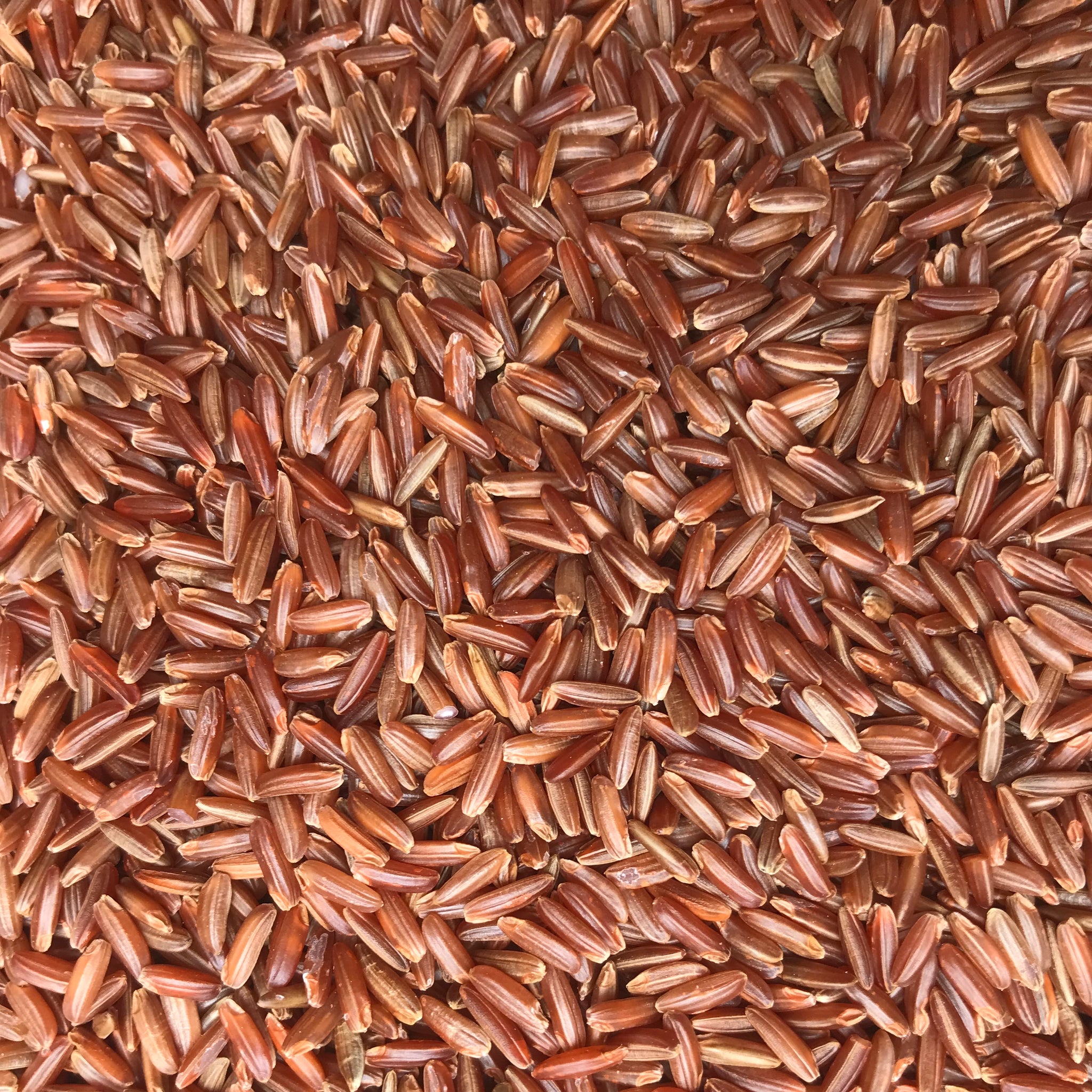 Scarlett Long Grain Red Rice - TWO BROOKS FARM