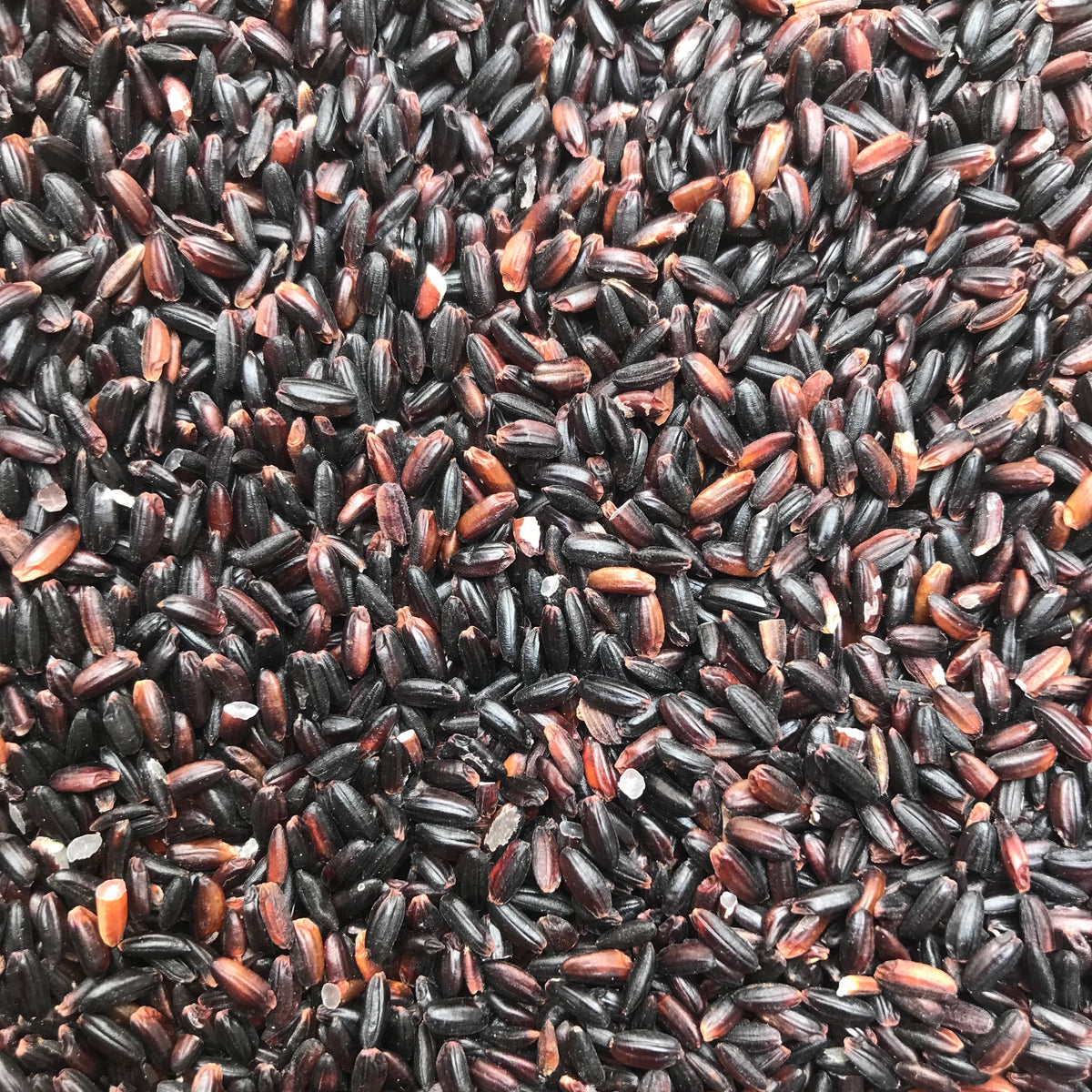 Sable Long Grain Black Rice - TWO BROOKS FARM